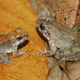 Illustration for article titled 2015s Top New Species Include Two Animals with Cool Breeding Habits
